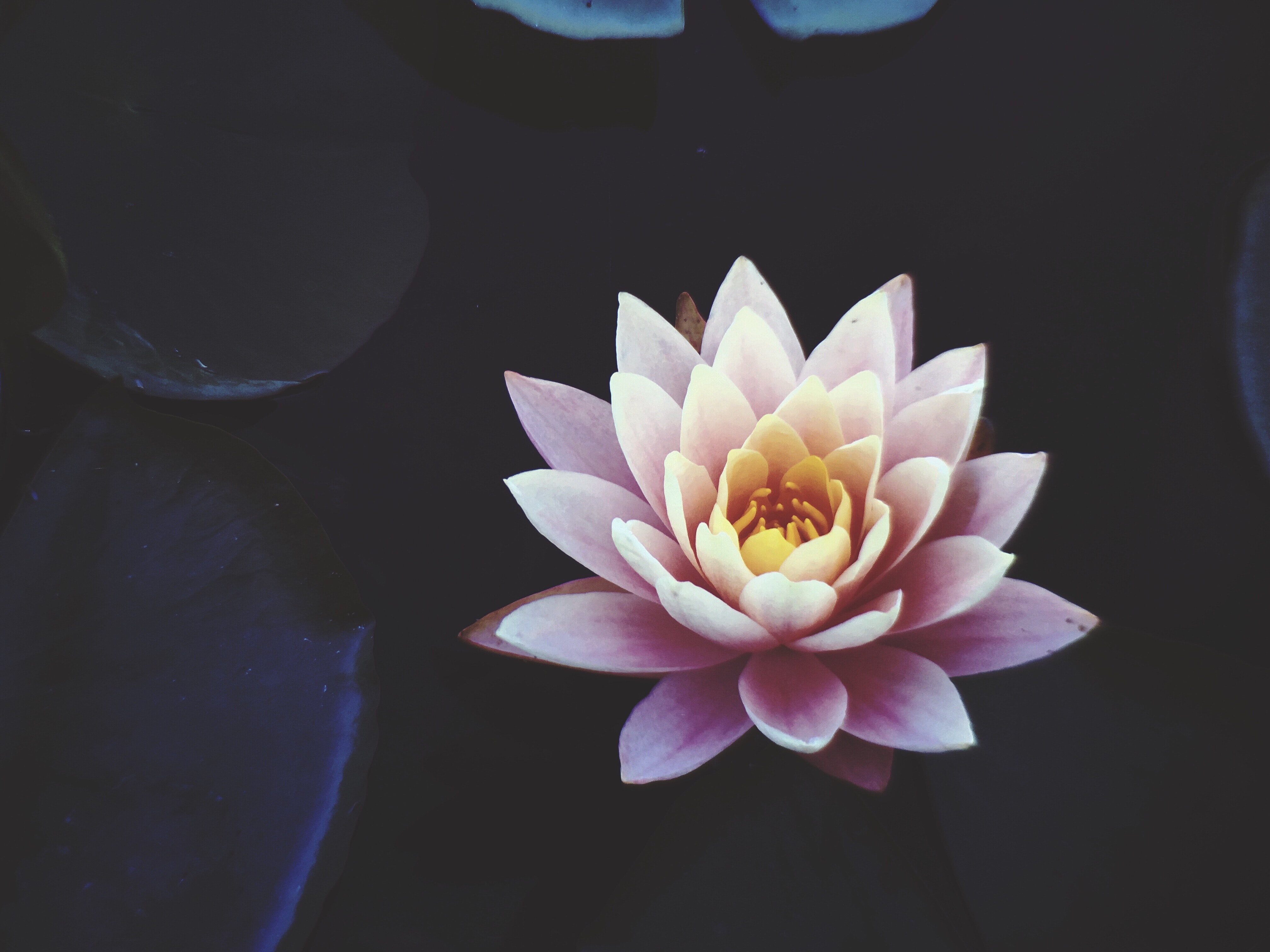 Lotus: Thought of divine goodness