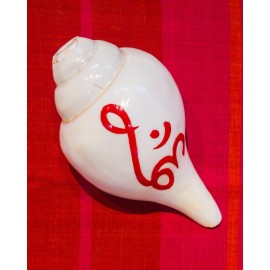 Puja Shankh: Large Conch