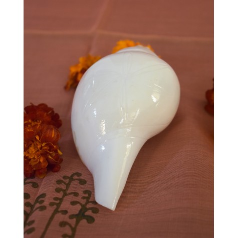 Blowing Conch - Shankh: Medium