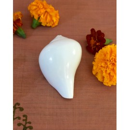Puja Shankh: Small Conch