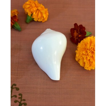 Puja Shankh: Small Conch