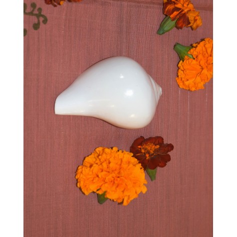 Puja Shankh: Small Conch