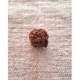 Rudraksha: Bead - Ganesha Rudraksha