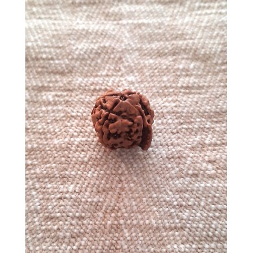 Rudraksha: Bead - Ganesha Rudraksha