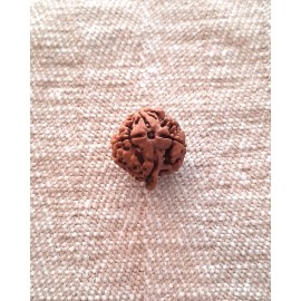 Rudraksha: Bead - Ganesha Rudraksha