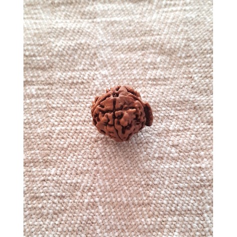 Rudraksha: Bead - Ganesha Rudraksha