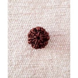 Rudraksha Bead - 6 Mukhi (18-19mm)