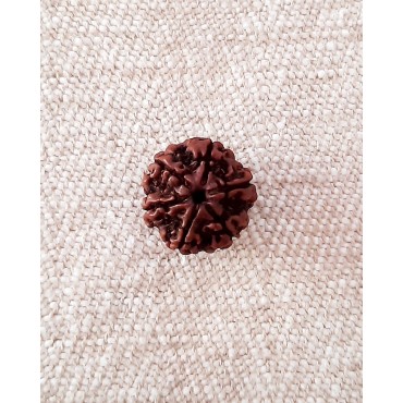 Rudraksha Bead - 6 Mukhi (18-19mm)