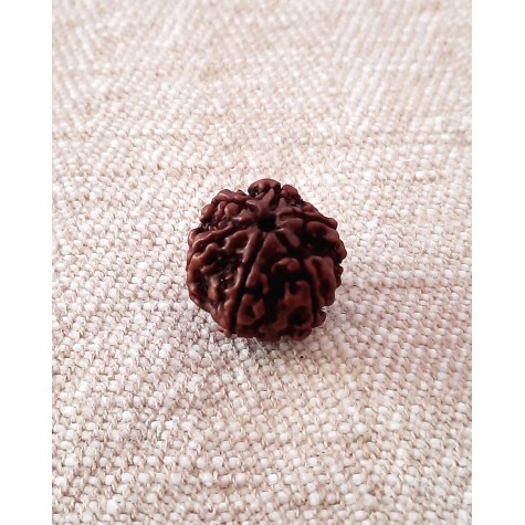 Rudraksha Bead - 6 Mukhi (18-19mm)