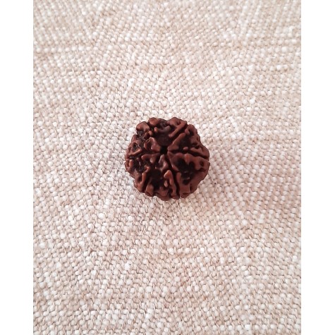 Rudraksha Bead - 6 Mukhi (18-19mm)