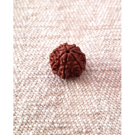 Rudraksha Bead - 7 Mukhi (17-18mm)