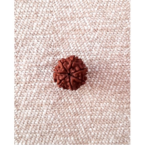 Rudraksha Bead - 7 Mukhi (17-18mm)