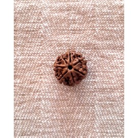 Rudraksha: Bead - 7 Mukhi (18-19mm)