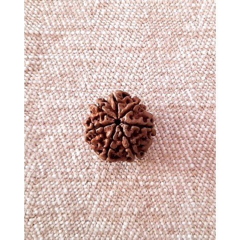 Rudraksha: Bead - 7 Mukhi (18-19mm)