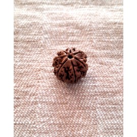 Rudraksha: Bead - 7 Mukhi (18-19mm)