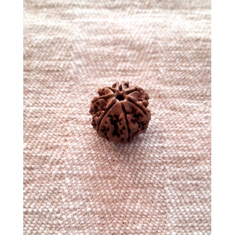 Rudraksha: Bead - 7 Mukhi (18-19mm)