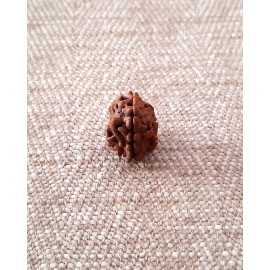 Rudraksha: Bead - 2 Mukhi (15-16mm)