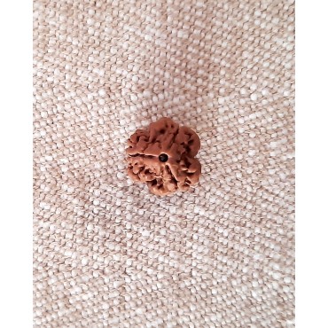 Rudraksha: Bead - 3 Mukhi (15-16mm)