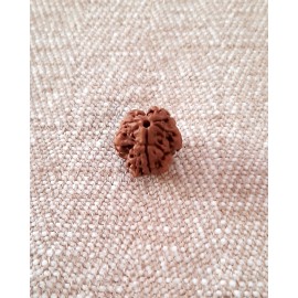 Rudraksha: Bead - 3 Mukhi (15-16mm)