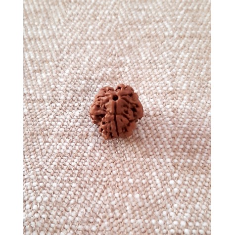 Rudraksha: Bead - 3 Mukhi (15-16mm)