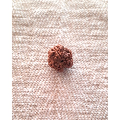 Rudraksha: Bead - 3 Mukhi (15-16mm)