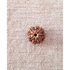 Rudraksha Bead - 8 Mukhi (21-22mm)