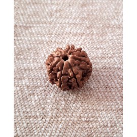 Rudraksha Bead - 8 Mukhi (21-22mm)