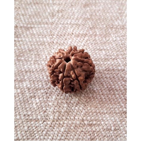 Rudraksha Bead - 8 Mukhi (21-22mm)