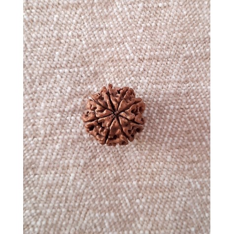 Rudraksha Bead - 8 Mukhi (21-22mm)