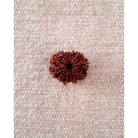 Rudraksha: Bead - 11 mukhi (23-24mm