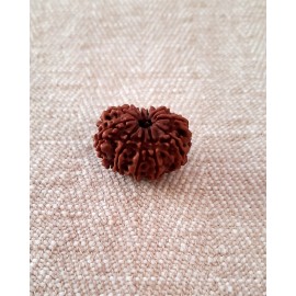 Rudraksha: Bead - 11 mukhi (23-24mm