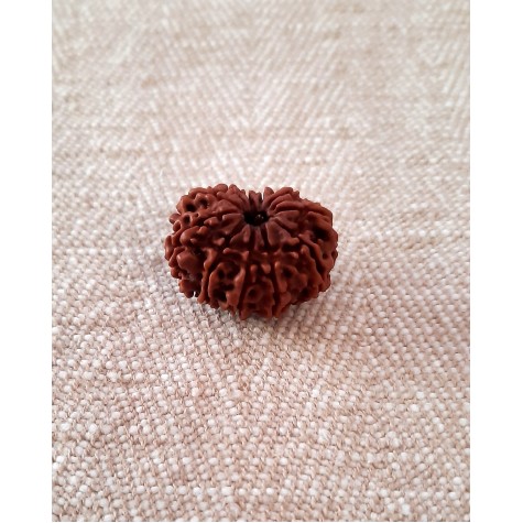 Rudraksha: Bead - 11 mukhi (23-24mm