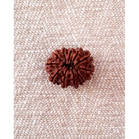 Rudraksha: Bead - 11 mukhi (23-24mm