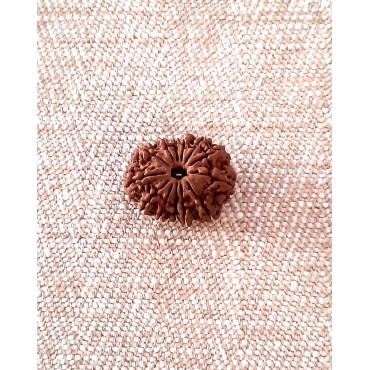 Rudraksha: Bead - 13 Mukhi