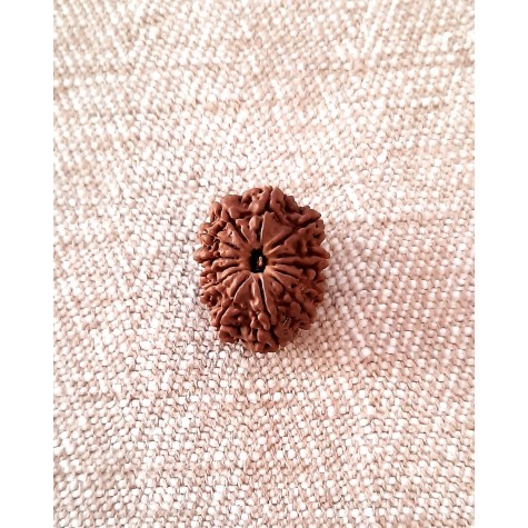 Rudraksha: Bead - 13 Mukhi