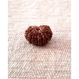 Rudraksha: Bead - 13 Mukhi