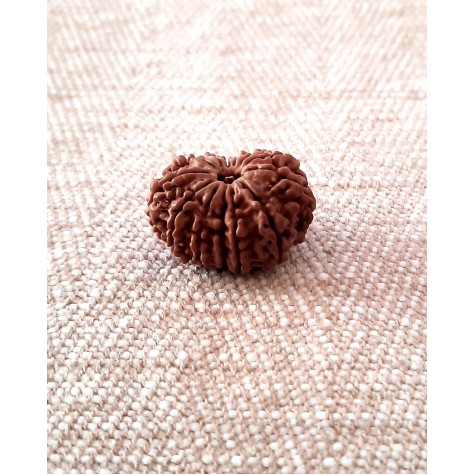 Rudraksha: Bead - 13 Mukhi